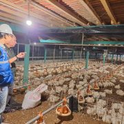 Hingga September 230.555 Petani Naik Kelas, PLN Dukung Peningkatan Kualitas Pertanian indonesia Lewat Program Electrifying Agriculture 