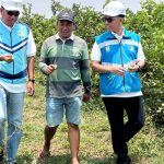 Program EA PLN Capai 230 Ribu Pelanggan