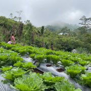 Panen Perdana, Kelompok Tani Hortikultura Poco Leok NTT Binaan PLN Raup Keuntungan Besar