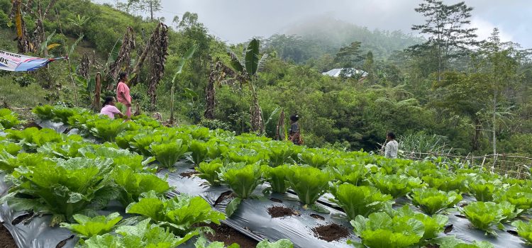 Panen Perdana, Kelompok Tani Hortikultura Poco Leok NTT Binaan PLN Raup Keuntungan Besar