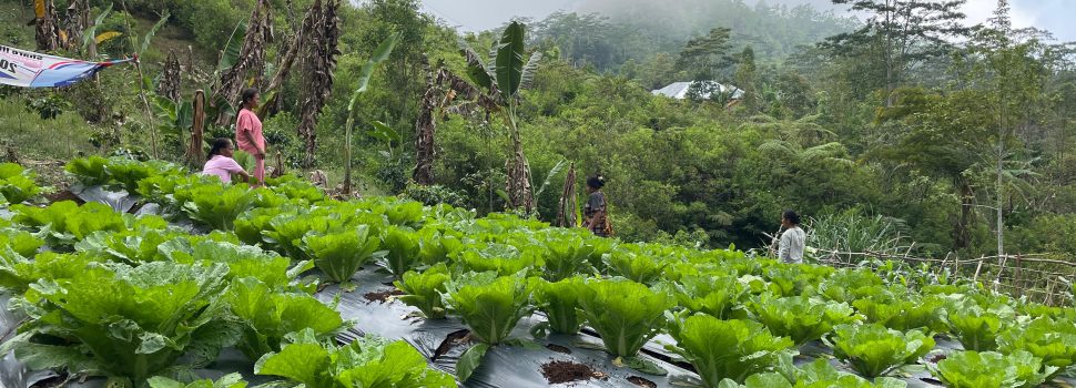 Panen Perdana, Kelompok Tani Hortikultura Poco Leok NTT Binaan PLN Raup Keuntungan Besar