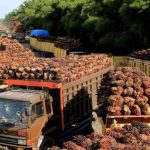 Sediakan FAME, Perusahaan Sawit Ini Raih Kontrak Pertamina Senilai Rp1,65 Triliun