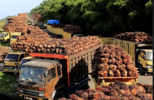 Sediakan FAME, Perusahaan Sawit Ini Raih Kontrak Pertamina Senilai Rp1,65 Triliun