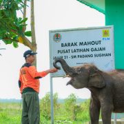 Aktif Lestarikan Gajah Sumatra, PLN Sediakan Kendaraan Patroli Hewan