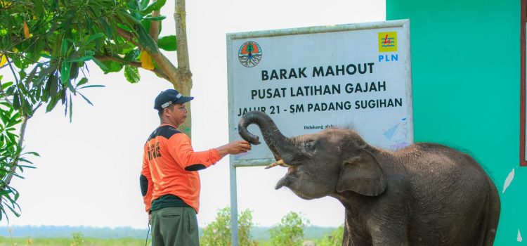 Aktif Lestarikan Gajah Sumatra, PLN Sediakan Kendaraan Patroli Hewan