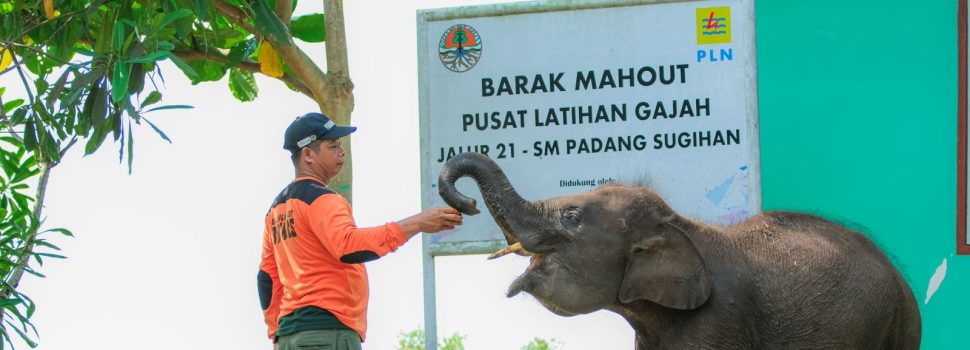 Aktif Lestarikan Gajah Sumatra, PLN Sediakan Kendaraan Patroli Hewan