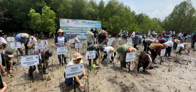 Hari Bakti Rimbawan ke-41, PLN Tanam Ribuan Mangrove di NTT
