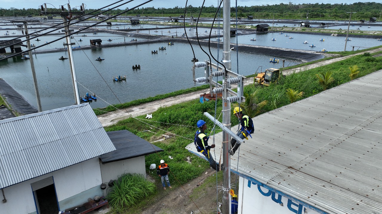Gunakan Listrik PLN, Perusahaan Tambak Udang di Maluku Berhasil Efisiensi Rp 123 Juta Lebih per Hari