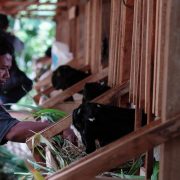 Dorong Kesejahteraan Masyarakat, PLN EPI Inisiasi Program Budidaya Ternak Kambing Perah di Gunung Kidul