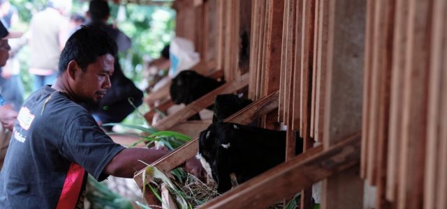 Dorong Kesejahteraan Masyarakat, PLN EPI Inisiasi Program Budidaya Ternak Kambing Perah di Gunung Kidul