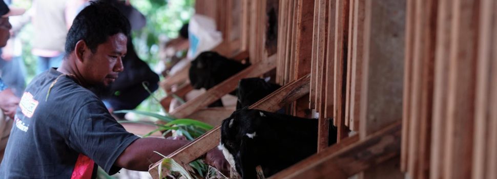 Dorong Kesejahteraan Masyarakat, PLN EPI Inisiasi Program Budidaya Ternak Kambing Perah di Gunung Kidul