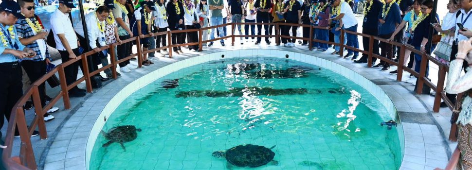 Kunjungi Konservasi Penyu, Pertamina Ajak Delegasi ASCOPE Melepas Tukik