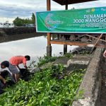 Hari Lingkungan Hidup Sedunia, PLN Tanam 3.000 Mangrove di Pesisir Sulawesi Utara