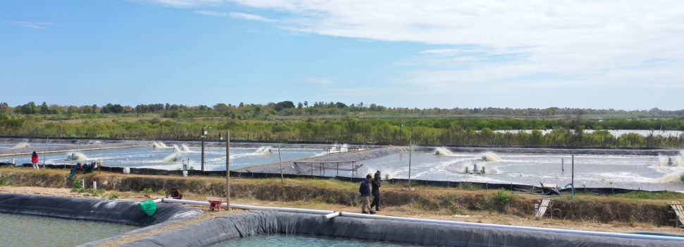 Program Electrifying Agriculture PLN Bantu Petani Tambak Udang di Sulsel Hemat Biaya dan Tembus Pasar Ekspor