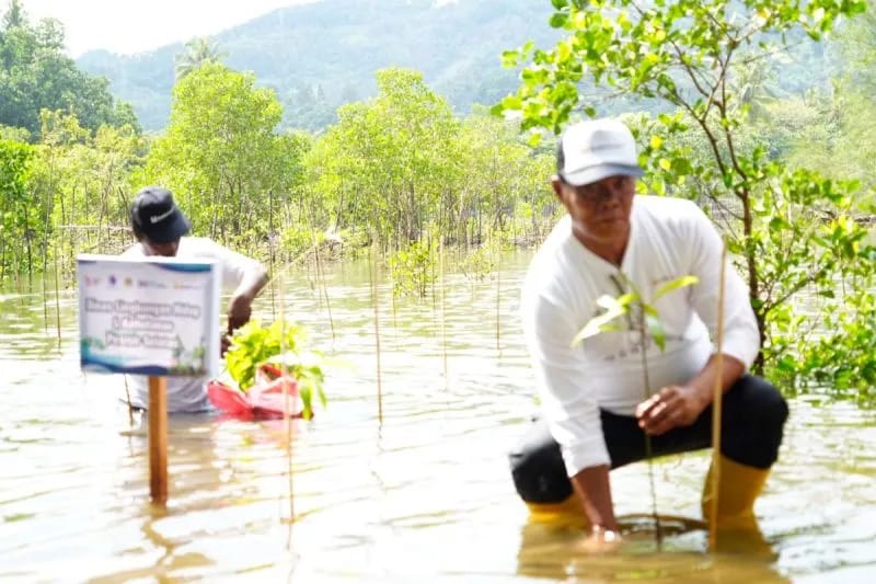 Begini Cara PT Bukit Asam Cegah Abrasi di Pantai Taluak Sumbar