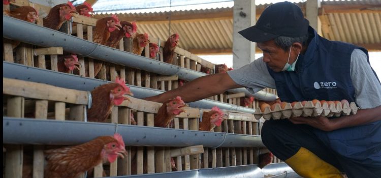 PLN Berdayakan Peternak Ayam Petelur di Kabupaten Malang