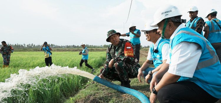 Dukung Pengembangan Pertanian di Merauke, PLN Listriki Area Sawah Garapan Kementan-TNI