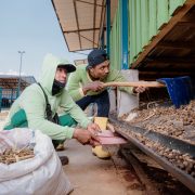 PLN NP Hadirkan Solusi Hijau untuk Kemajuan Agrikultur Terpadu di Tuban