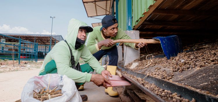 PLN NP Hadirkan Solusi Hijau untuk Kemajuan Agrikultur Terpadu di Tuban