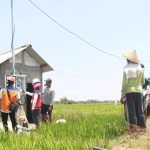 Suplai Listrik Andal dari Program EA PLN, Penggunaan Pompa Air Listrik Hemat Operasional Petani