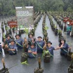 PDSI Tanam 1.000 Pohon Mangrove untuk Kelestarian Lingkungan