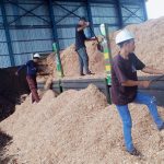 PLN EPI Kembangkan Ekosistem Biomassa di NTT, Dorong Transisi Energi Hijau