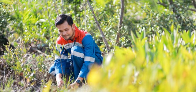 Pertamina ‘Gempur’ Abrasi & Sampah Laut, Bangun Pusat Mangrove Nasional di Jakarta