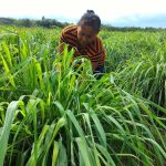 Dari Lahan Mati Jadi Miliaran! Pertamina & DDistillers Ciptakan 2.000 Lapangan Kerja di Desa