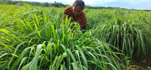 Dari Lahan Mati Jadi Miliaran! Pertamina & DDistillers Ciptakan 2.000 Lapangan Kerja di Desa