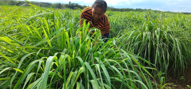 Dari Lahan Mati Jadi Miliaran! Pertamina & DDistillers Ciptakan 2.000 Lapangan Kerja di Desa