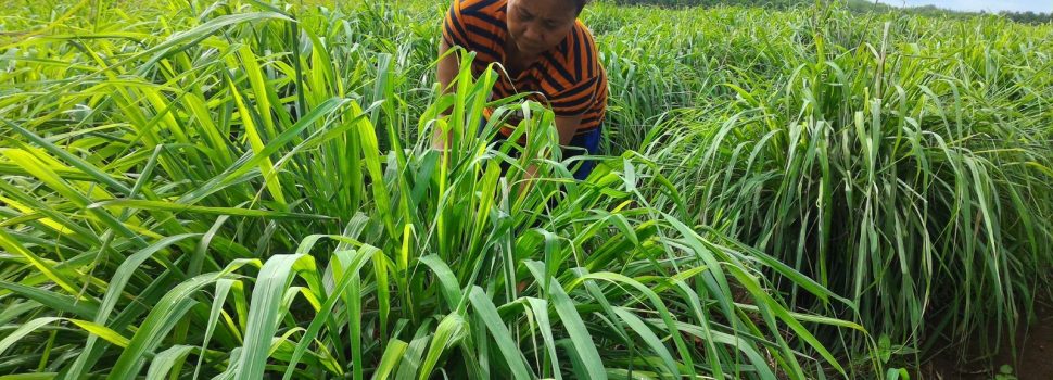 Dari Lahan Mati Jadi Miliaran! Pertamina & DDistillers Ciptakan 2.000 Lapangan Kerja di Desa