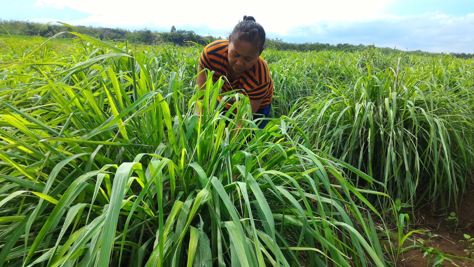 Dari Lahan Mati Jadi Miliaran! Pertamina & DDistillers Ciptakan 2.000 Lapangan Kerja di Desa
