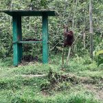 Elnusa Galakkan Konservasi Orangutan untuk Jaga Masa Depan Hutan