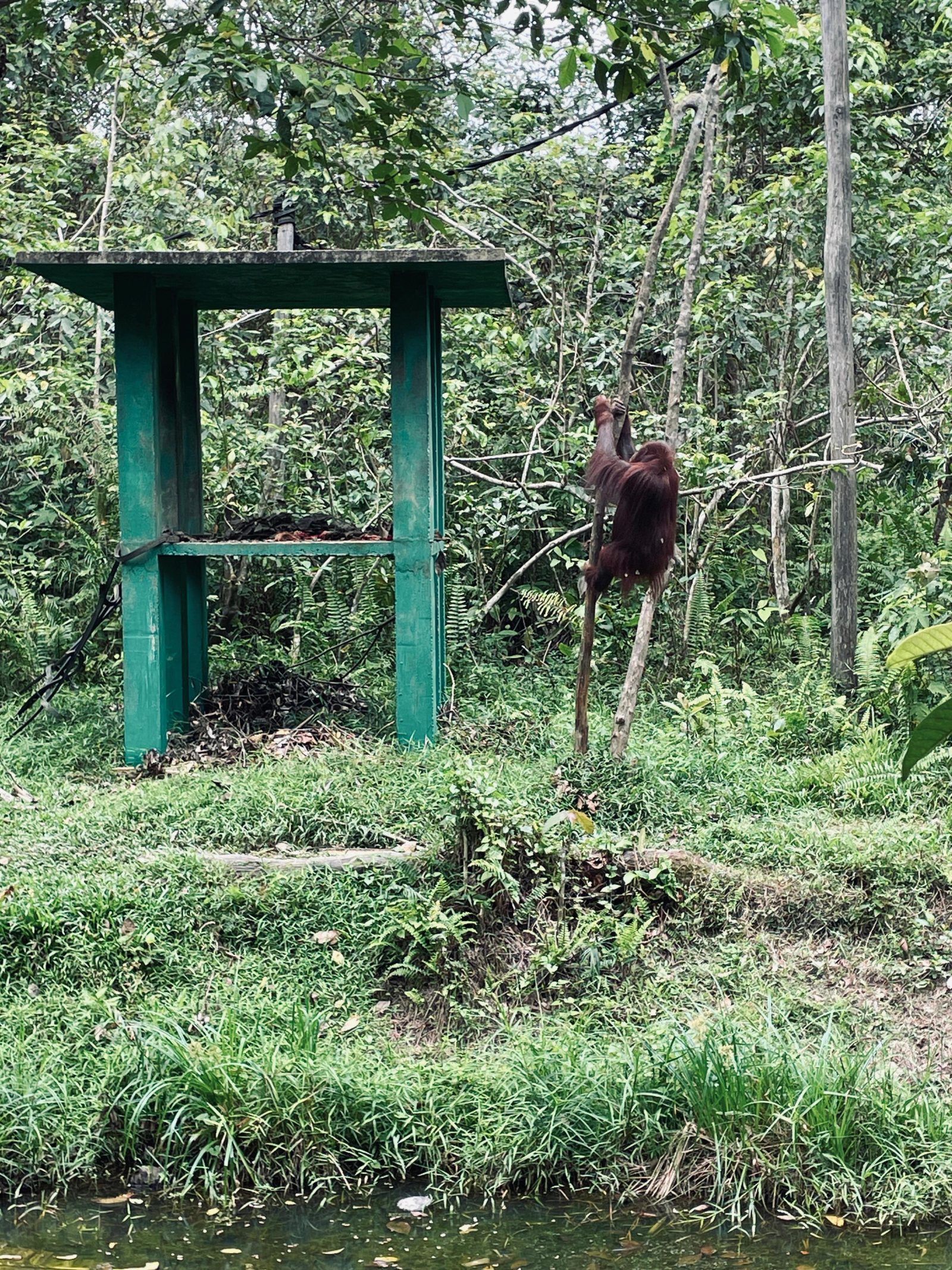 Elnusa Galakkan Konservasi Orangutan untuk Jaga Masa Depan Hutan