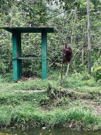 Elnusa Galakkan Konservasi Orangutan untuk Jaga Masa Depan Hutan
