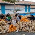PLN Ubah Limbah Jagung Jadi Listrik, Petani Tuban Kini Raup Untung