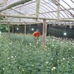 PLN Genjot Program Electrifying Agriculture, Panen Petani Krisan Tomohon Naik Hampir Dua Kali Lipat