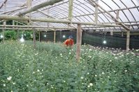 PLN Genjot Program Electrifying Agriculture, Panen Petani Krisan Tomohon Naik Hampir Dua Kali Lipat