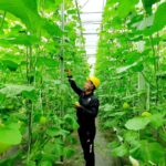 Bukan Cuma Listrik, Panas Bumi Pertamina Disulap Jadi Penggerak Ekonomi Rakyat dari Kopi hingga Hidrogen Hijau