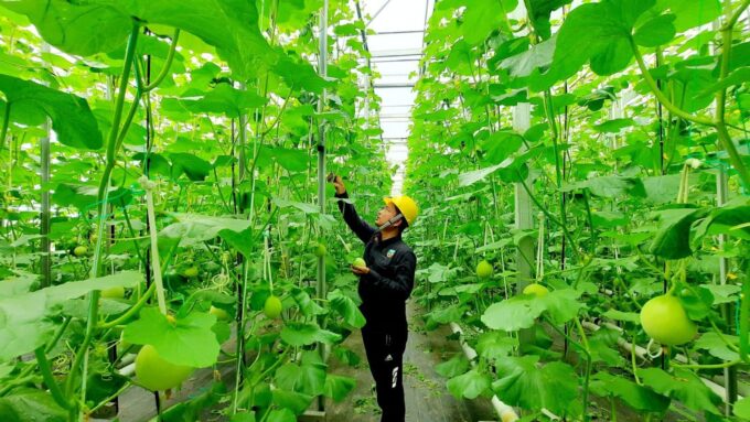 Bukan Cuma Listrik, Panas Bumi Pertamina Disulap Jadi Penggerak Ekonomi Rakyat dari Kopi hingga Hidrogen Hijau