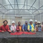 Kopi Tiom Melejit! Intervensi PLN (Persero) Bikin Penghasilan Petani Papua Naik 3 Kali Lipat
