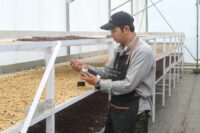 Panas Bumi Kamojang Ubah Proses Produksi Kopi, Pertamina Dorong Ekonomi Lokal