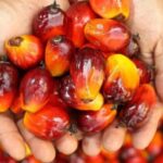 Harga Referensi CPO Turun, HPE Kakao dan Getah Pinus Naik