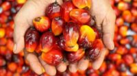 Harga Referensi CPO Turun, HPE Kakao dan Getah Pinus Naik