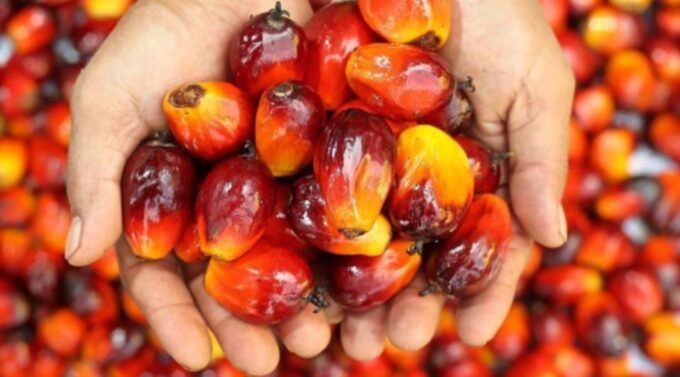Harga Referensi CPO Turun, HPE Kakao dan Getah Pinus Naik