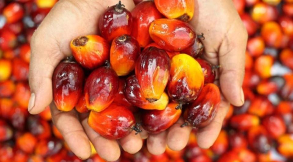 Harga Referensi CPO Turun, HPE Kakao dan Getah Pinus Naik