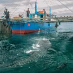 Hiu Paus Terancam Kapal, PIS Pasang Teknologi Canggih untuk Selamatkan Raksasa Laut