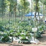 Panas Bumi Kamojang Bikin Limbah Jadi Panen, Petani Hemat Rp82 Juta