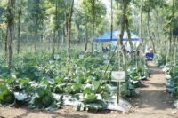 Panas Bumi Kamojang Bikin Limbah Jadi Panen, Petani Hemat Rp82 Juta