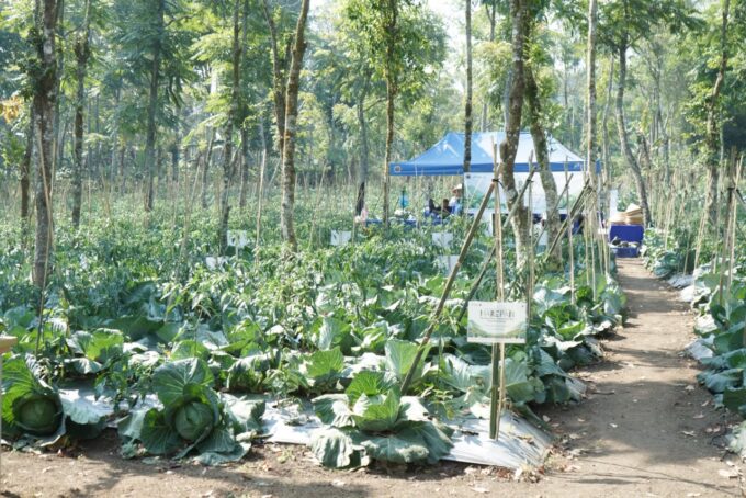 Panas Bumi Kamojang Bikin Limbah Jadi Panen, Petani Hemat Rp82 Juta